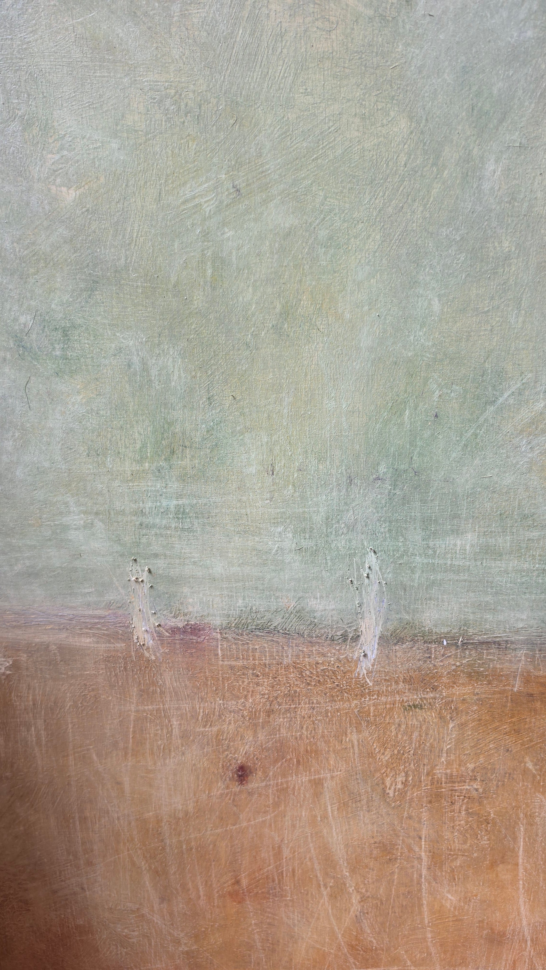 Morning in birchwoods