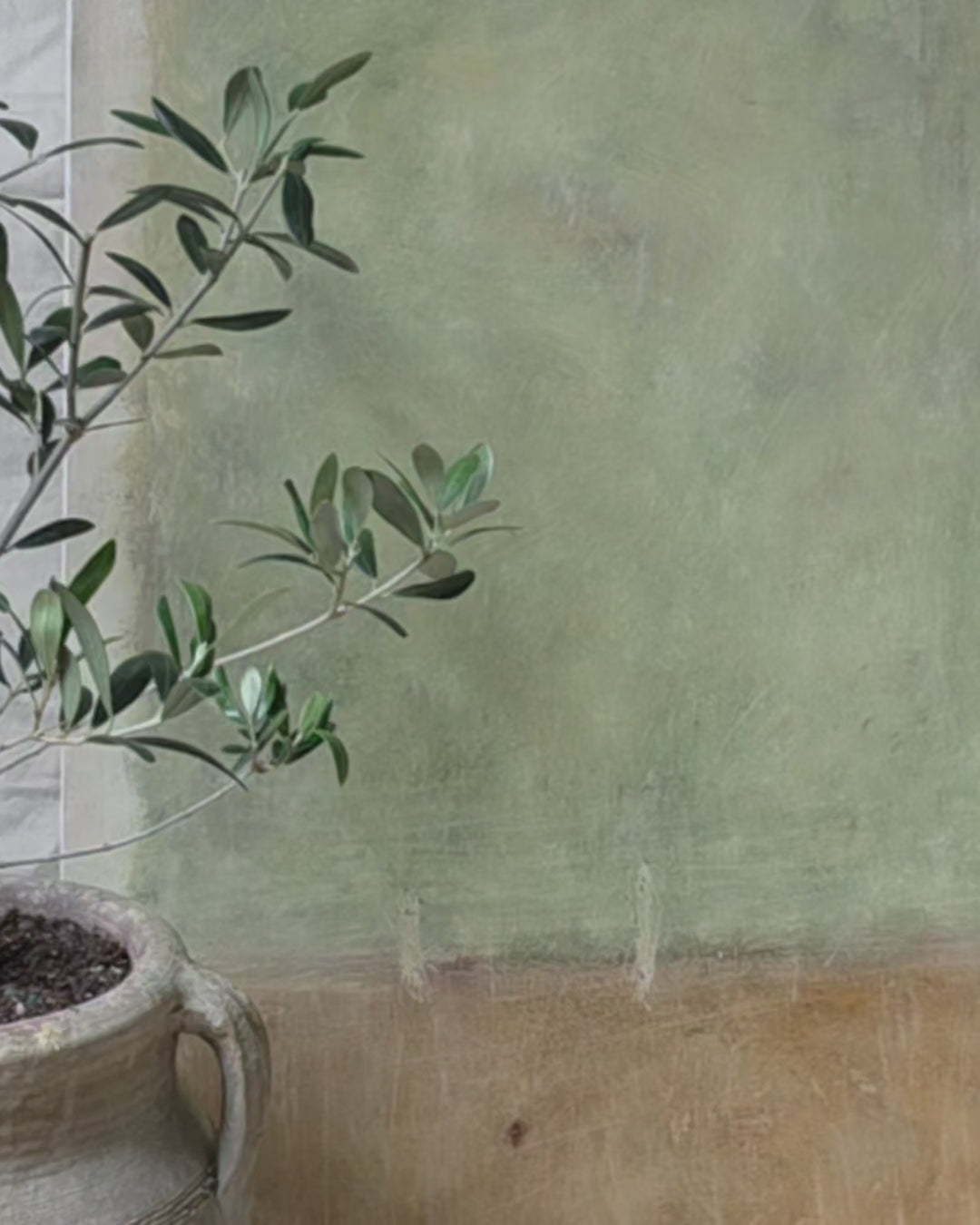 Morning in birchwoods